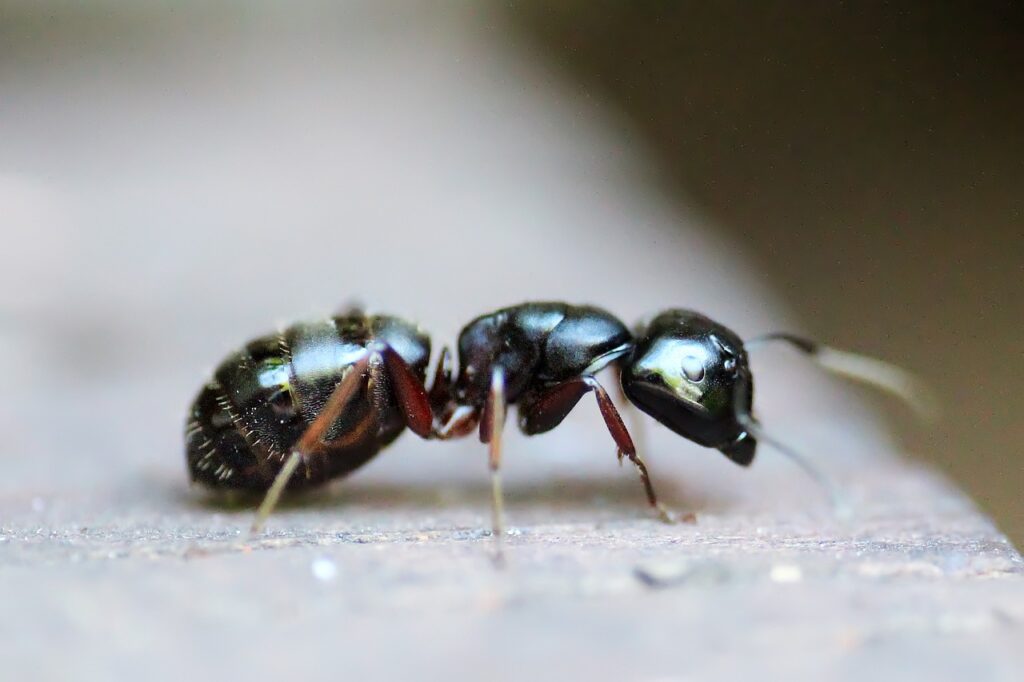 Ant killers