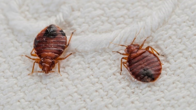 Photo of bed bugs