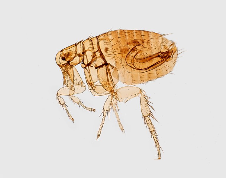 Picture of a flea.