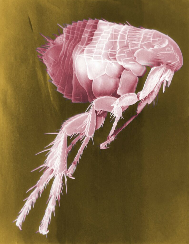 Photo of a flea.