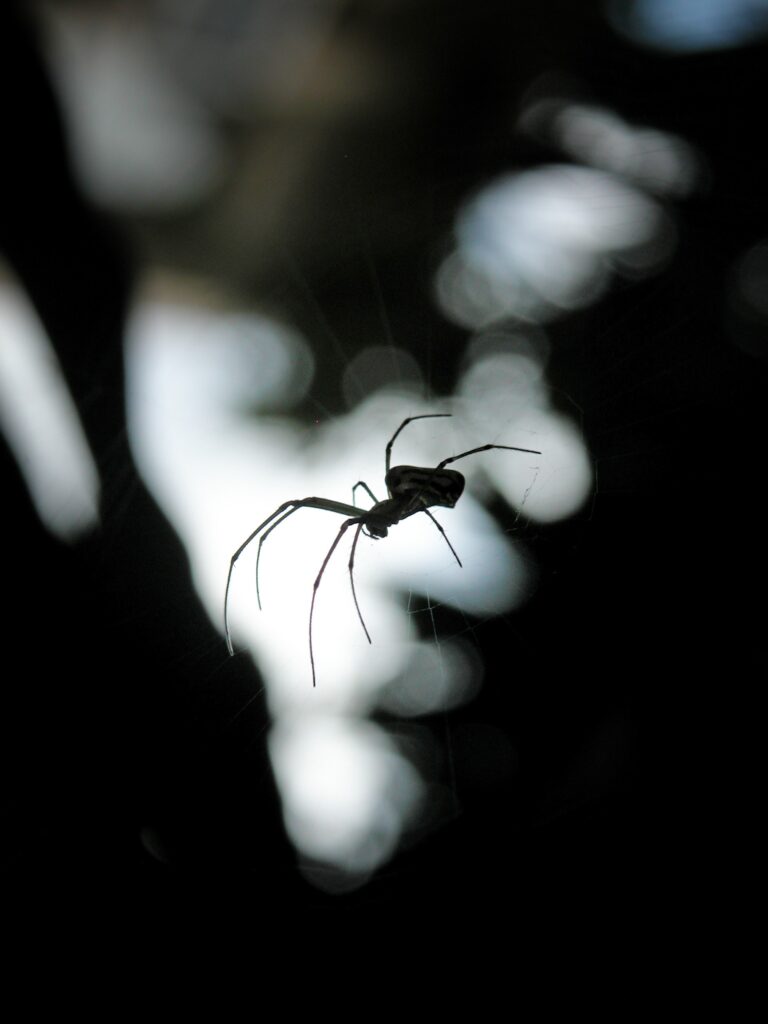 Photo of a spider and its web.