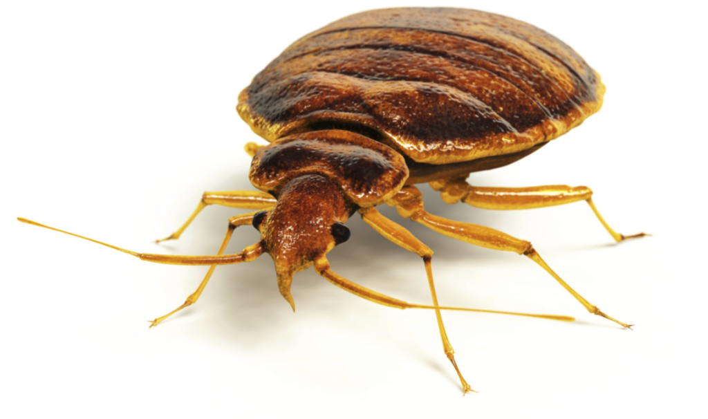 Are Bed Bugs Dangerous? Pest