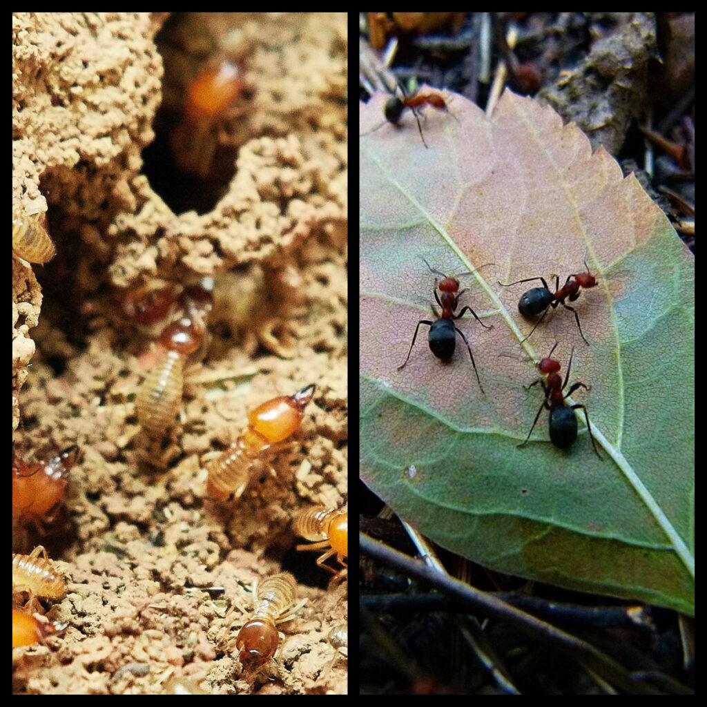 Termites Vs Ants How To Tell Them Apart Pest