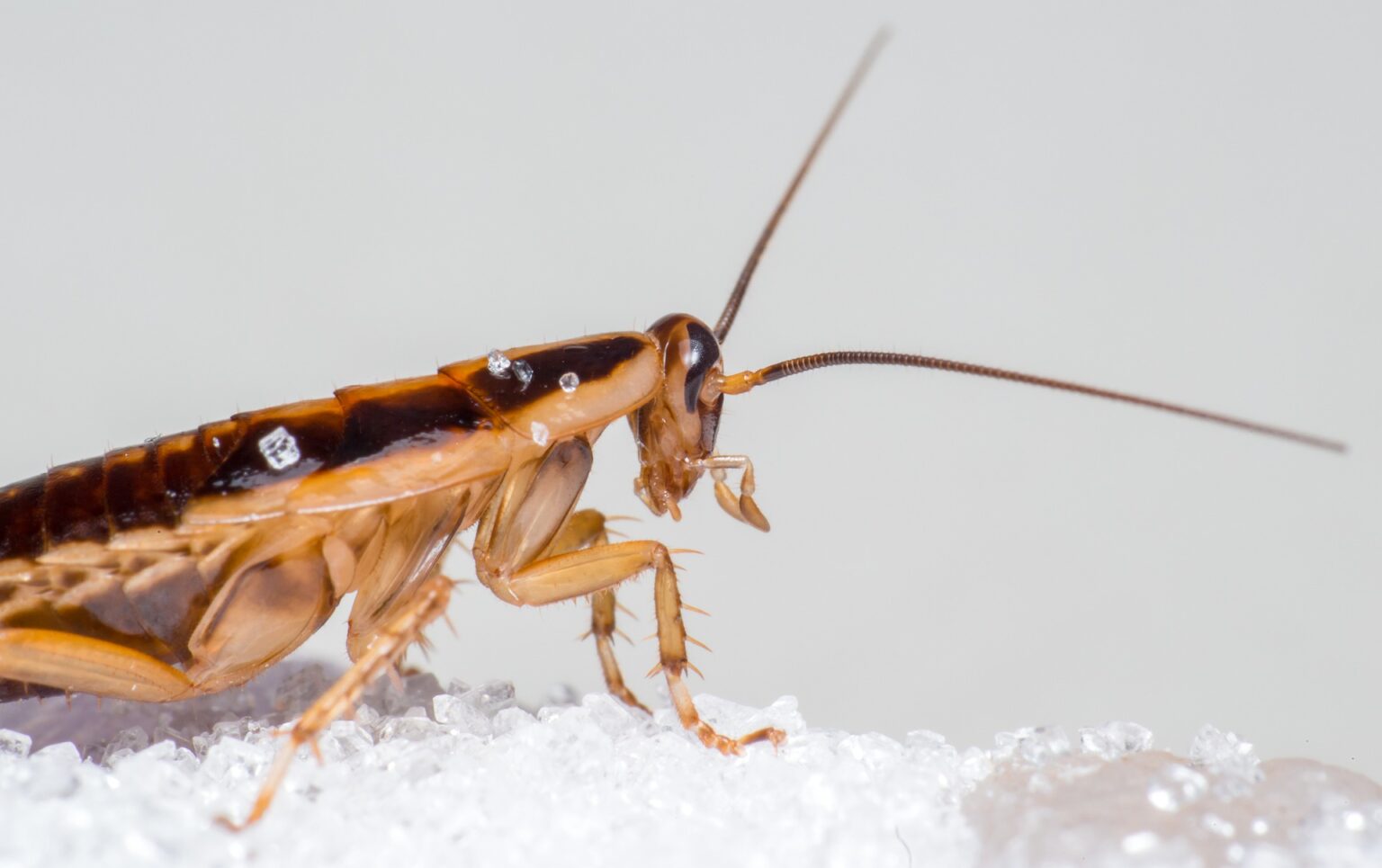 Cockroach on food.